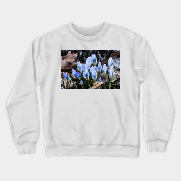 Spring Crocus 2 Crewneck Sweatshirt by Robert Alsop